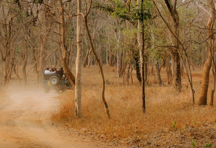 Jungle safari