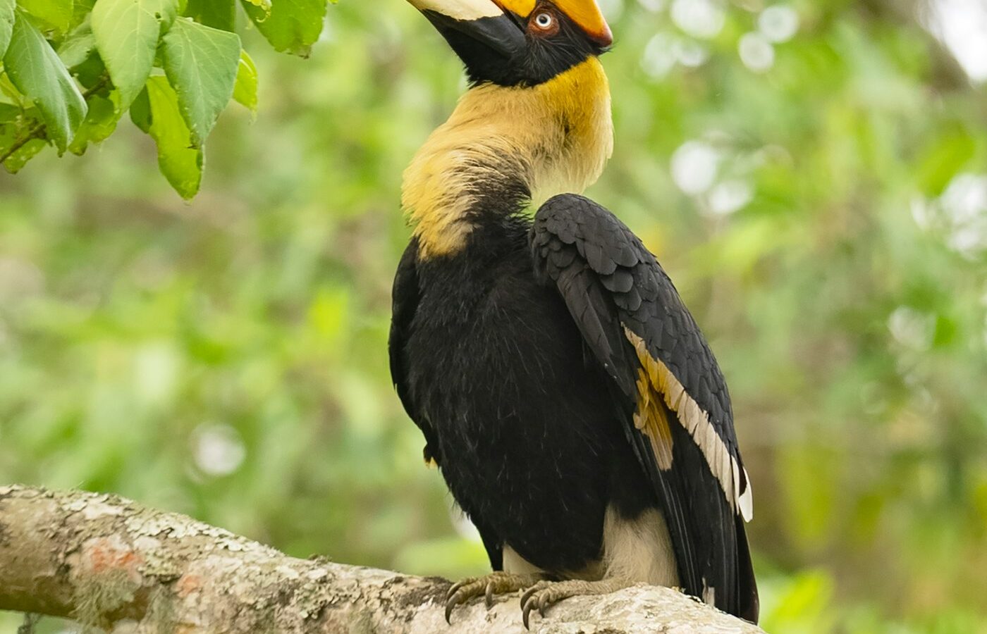 Great Indian Hornbill perched on a branch