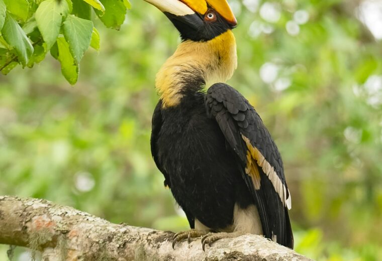 Nature walks and birdwatching